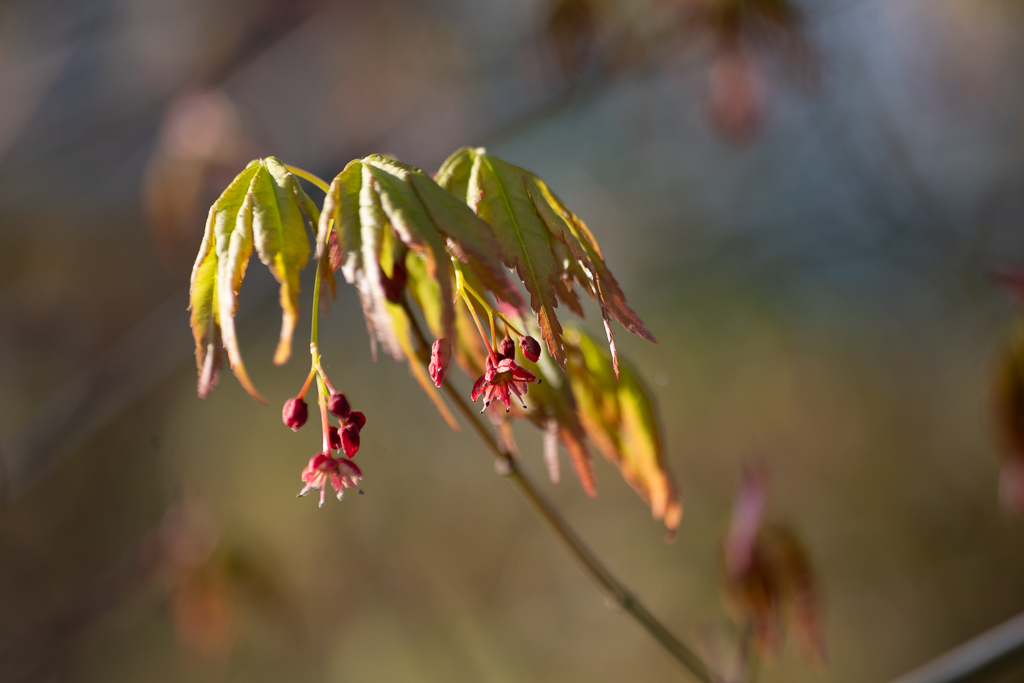 Jeunes feuilles et petites fleurs rouges d'un érable du Japon au printemps, photographiées en gros plan sur fond flou.
