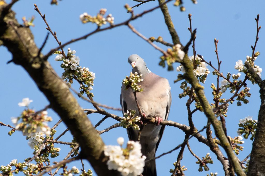 Pigeon ramier perché dans un arbre en fleurs, entouré de branches et de fleurs de cerisier sur fond de ciel bleu.