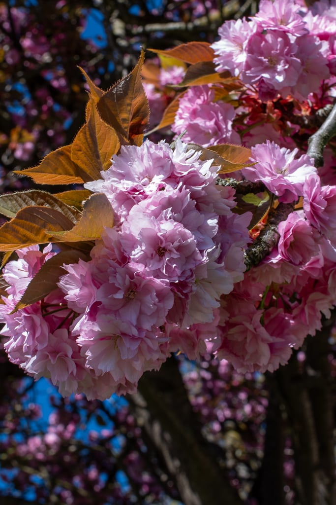 Bouquet de fleurs roses doubles de cerisier du Japon sur un arbre en fleurs au printemps, avec jeunes feuilles cuivrées.