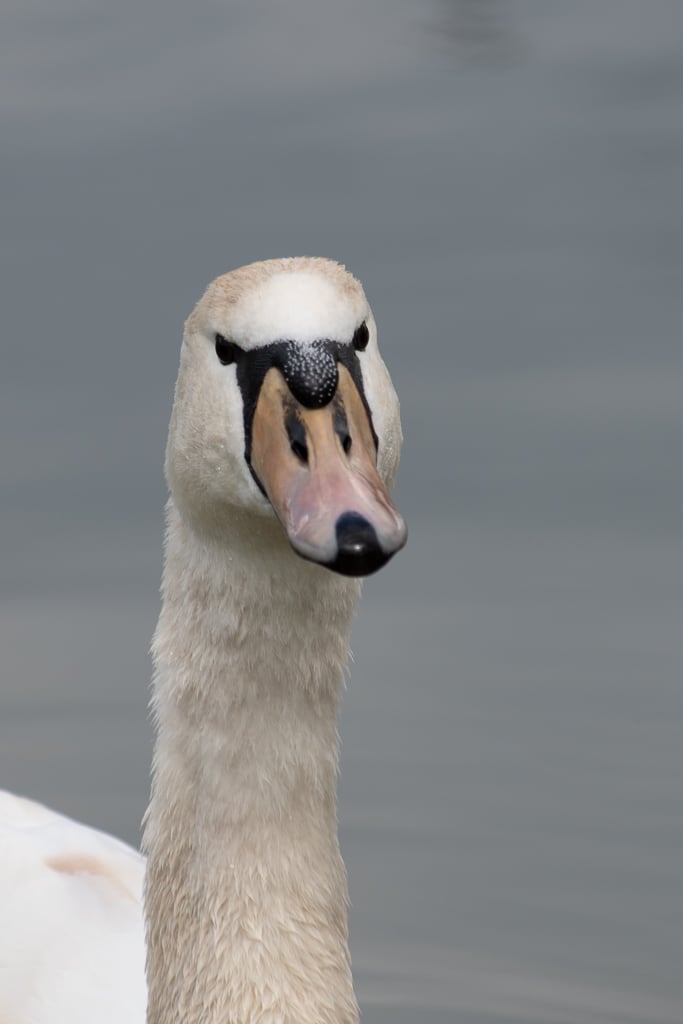 Gros plan sur la t^te d'un cygne avec son bec orangé, l'oeil sombre et son long cou bien visible.