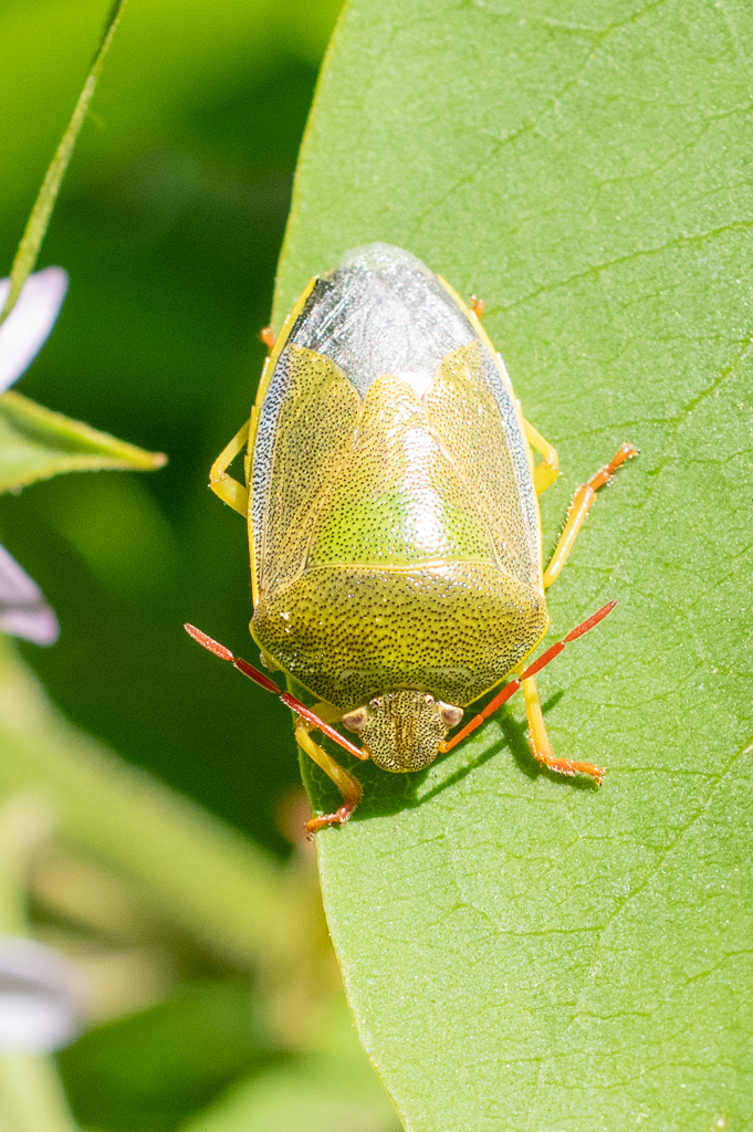 Photo macro d'une punaise verte posée sur une feuille, vue de dessus
