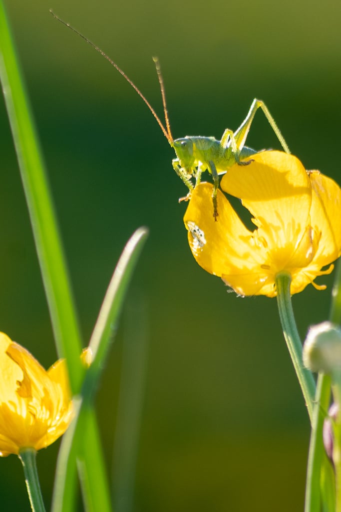 Gros plan sur une sauterelle verte posée une fleur jaune de bouton d'or, avec un arrière-plan naturel flou et lumineux.