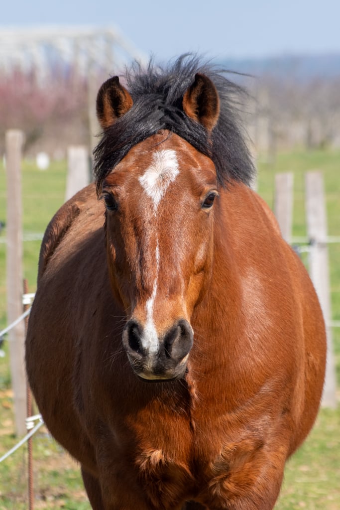 Portrait de face d'un cheval alezan, avec une crinière noire et une marque blanche sur le front, photographié dans un pré clôturé