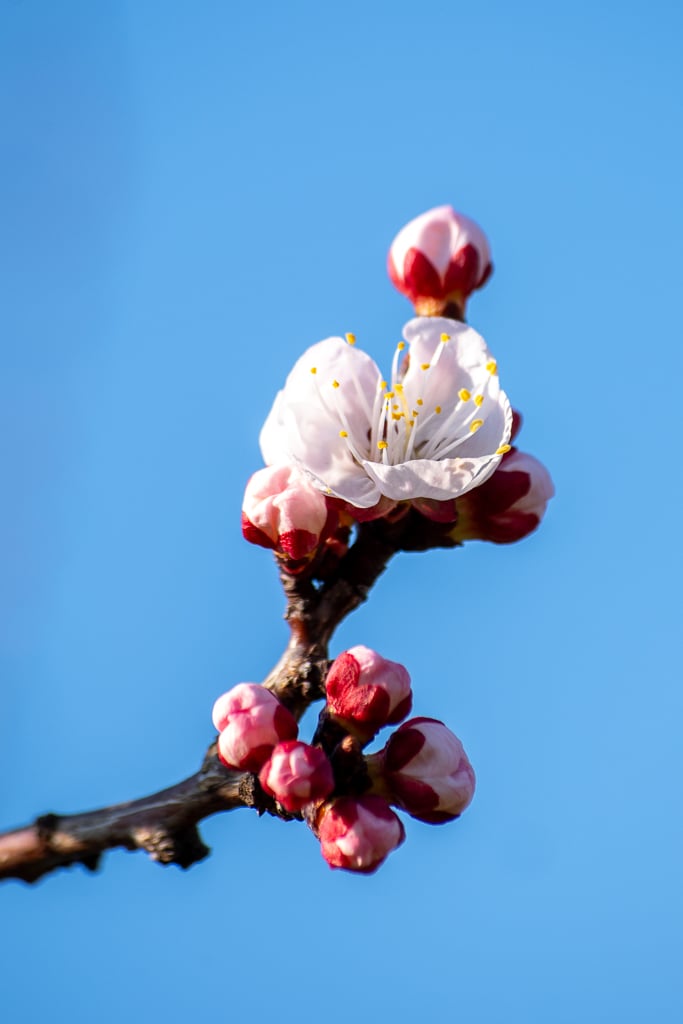 Fleur d'abricotier au printemps, avec pétales blancs rosés et boutons rouges sur une branche photographiée en gros plan sur fond ciel bleu.