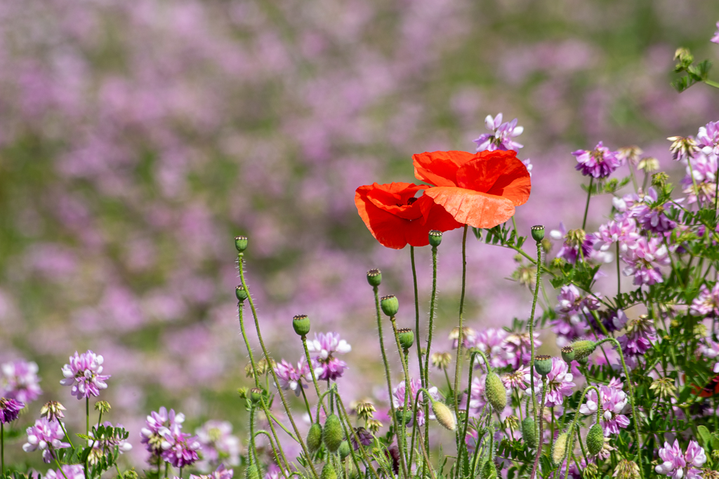 Deux coquelicots rouges se détachent au milieu d'un champ de fleurs violettes, avec un arrière -plan doux et flou qui mets en valeurs ces deux fleurs.