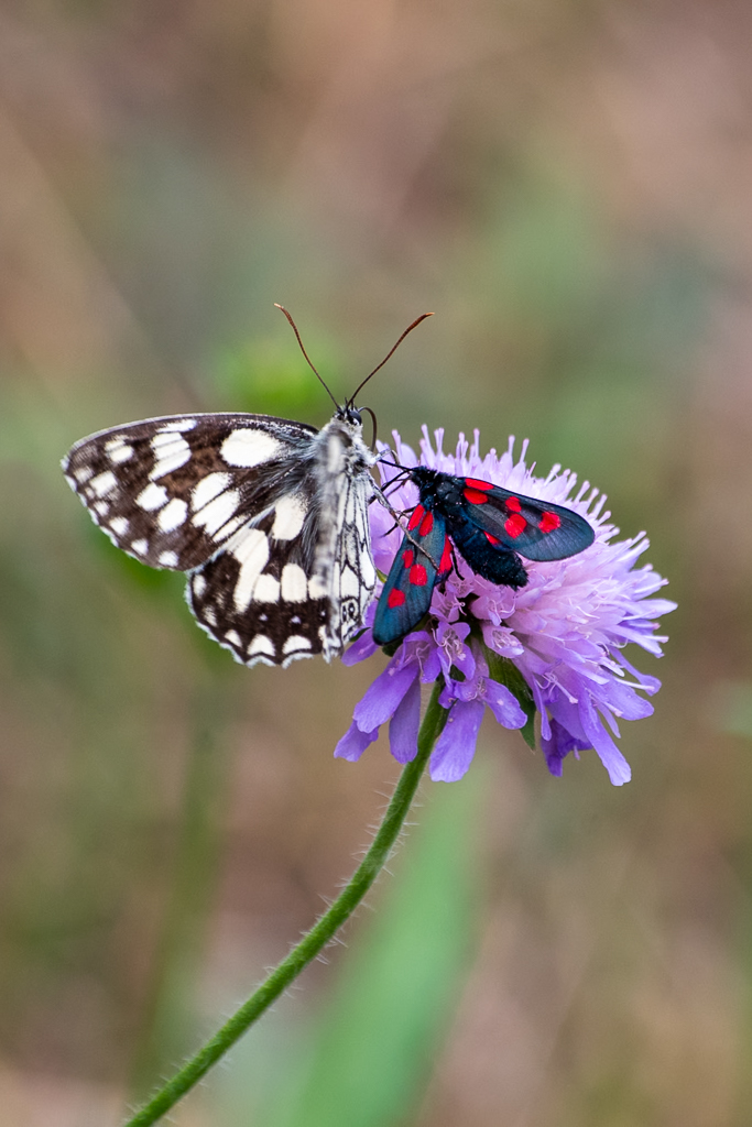 Deux papillons, un demi-deuil et une Zygène rouge et noire, posés ensemble sur une fleur de scabieuse violette, dans un environnement naturel.