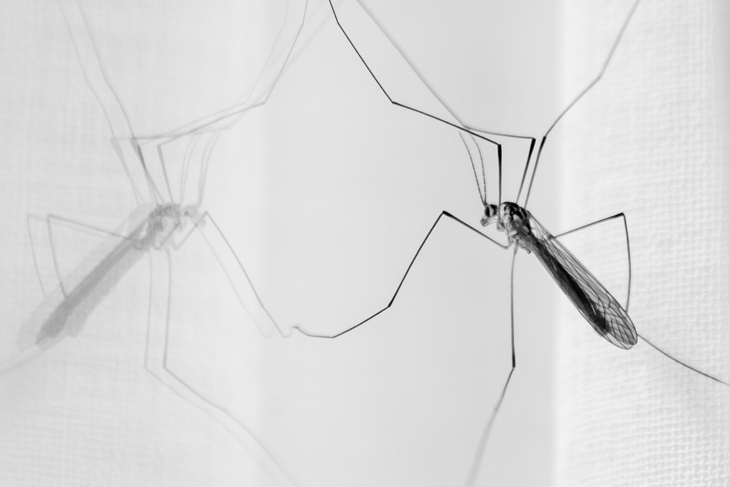 moustique posé sur une vitre avec son reflet flou, photographié en gros plan dans une ambiance douce et presque transparente