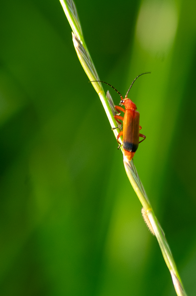 Cantharide fauve orange et noire accrochée à une tige d'herbe, sur un fond vert flou.