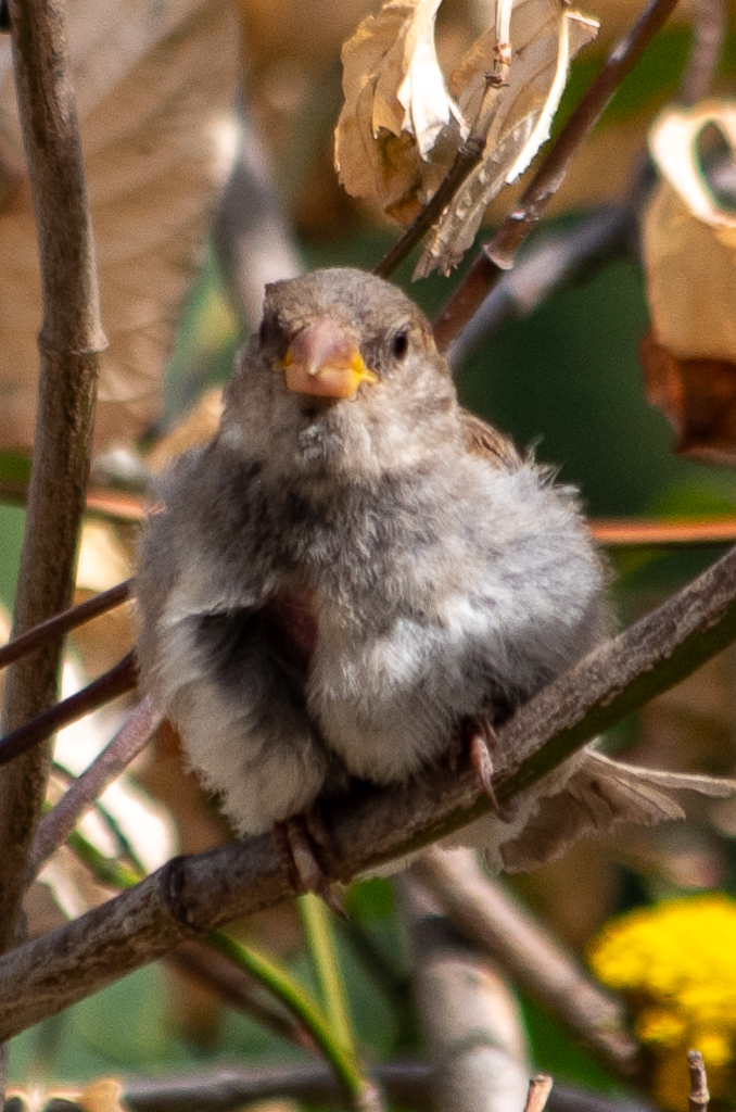 jeune moineau au plumage ébouriffé, perché sur une branche au milieu d'un buisson aux feuilles sèches.