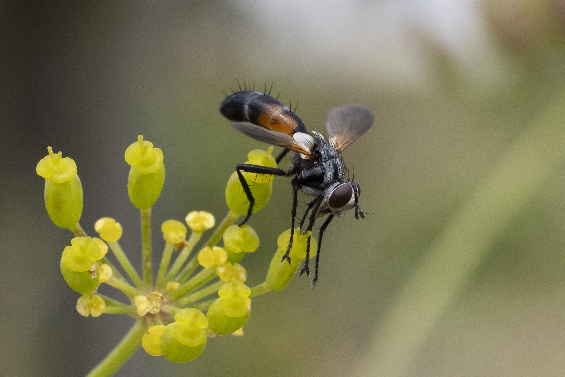 Mouche à miel ressemblant à une abeille en gros plan sur une fleur jaune.