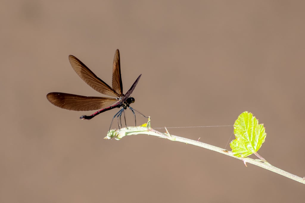 Demoiselle posée sur une branche, les ailes largement ouvertes pour sécher au soleil, sur un arrière-plan flou.