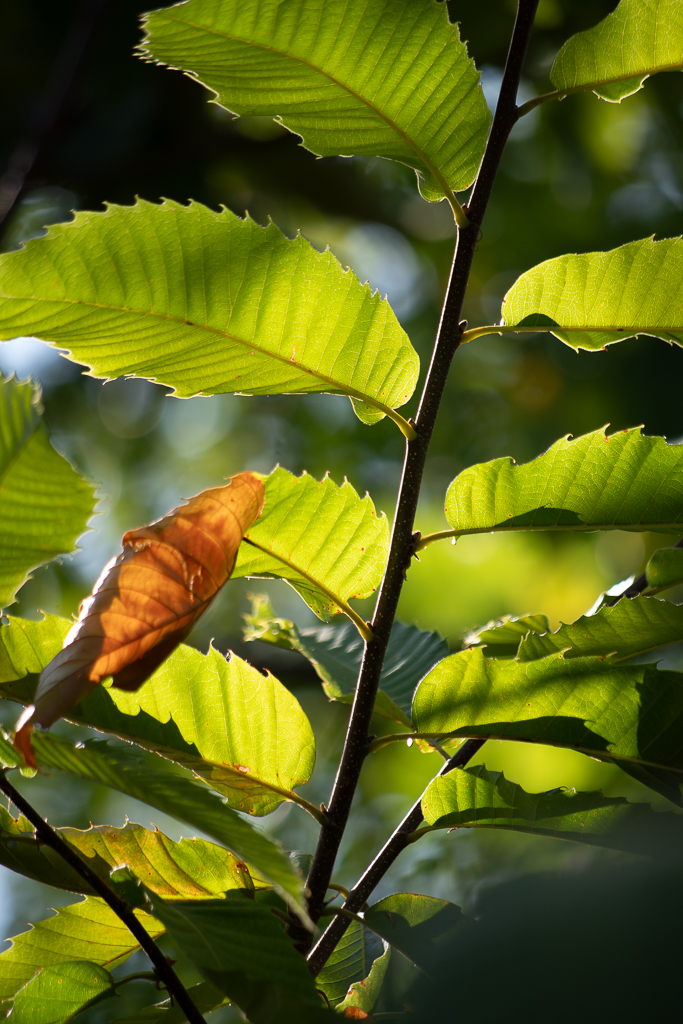 feuilles vertes de châtaignier vertes et orangées traversées par la lumière du soleil, créant des contrastes de couleurs et de transparence.
