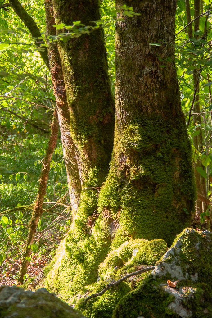 Troncs d'arbres recouverts de mousse dans une forêt verdoyante, éclairés par des rayons de soleil.
