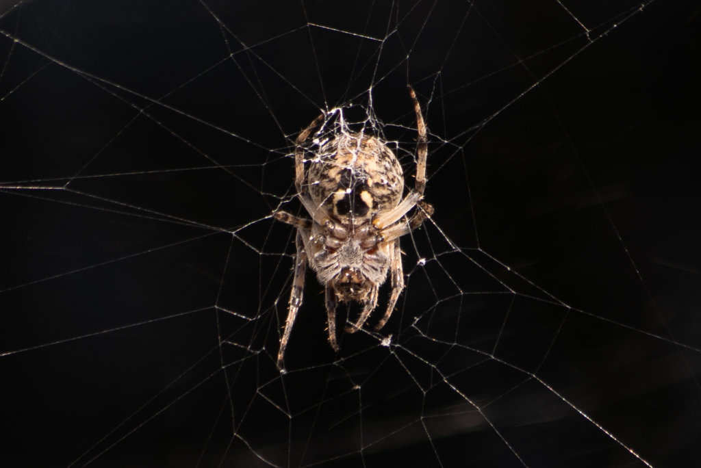 Araignée photographiée par- dessous sur sa toile, dont les motifs de l'abdomen donnent l'impression de former un visage.