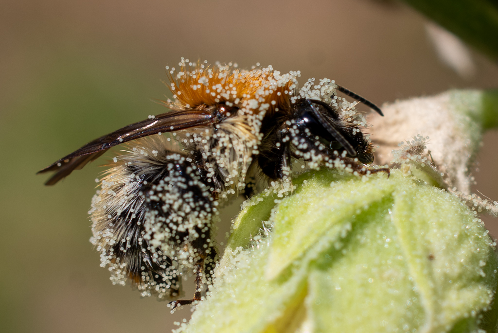 Abeille recouverte de grains de pollen ronds et blancs.