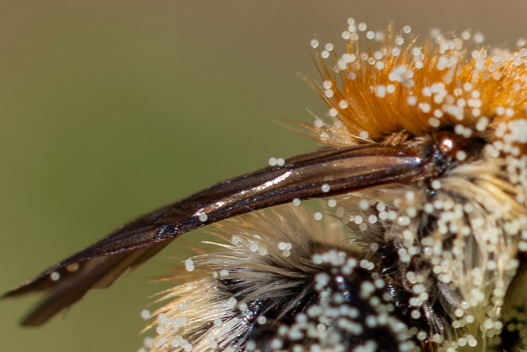 Gros plan de l'aile d'une abeille couverte de petits grains de pollen, visibles sur l'aile et sur les poils de son corps.