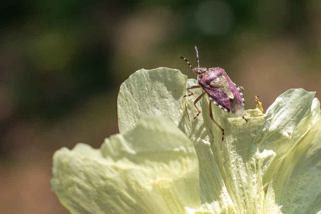 Punaise violette posée sur une fleur jaune