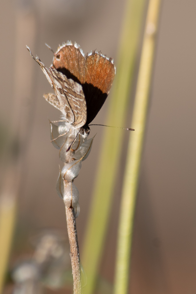 Petit papillon marron, aux ailes légèrement déployées.